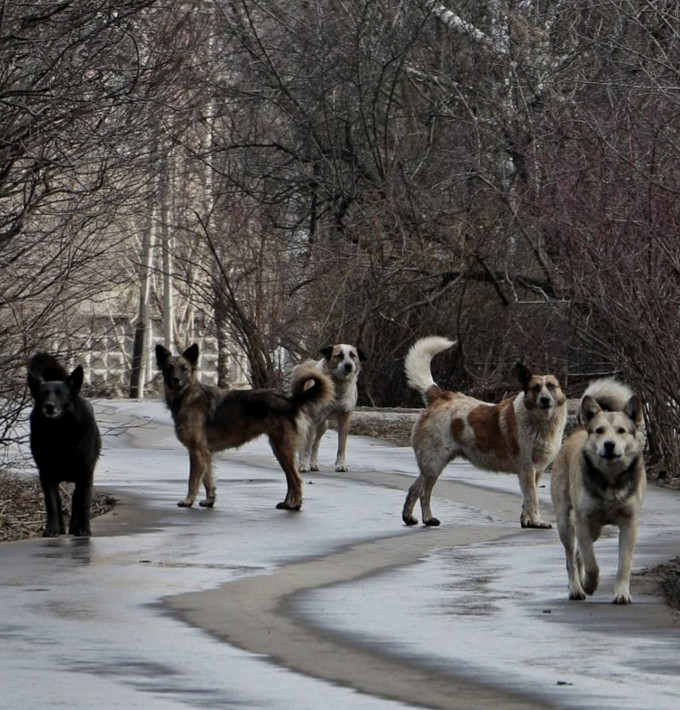 Стая бродячих собак фото