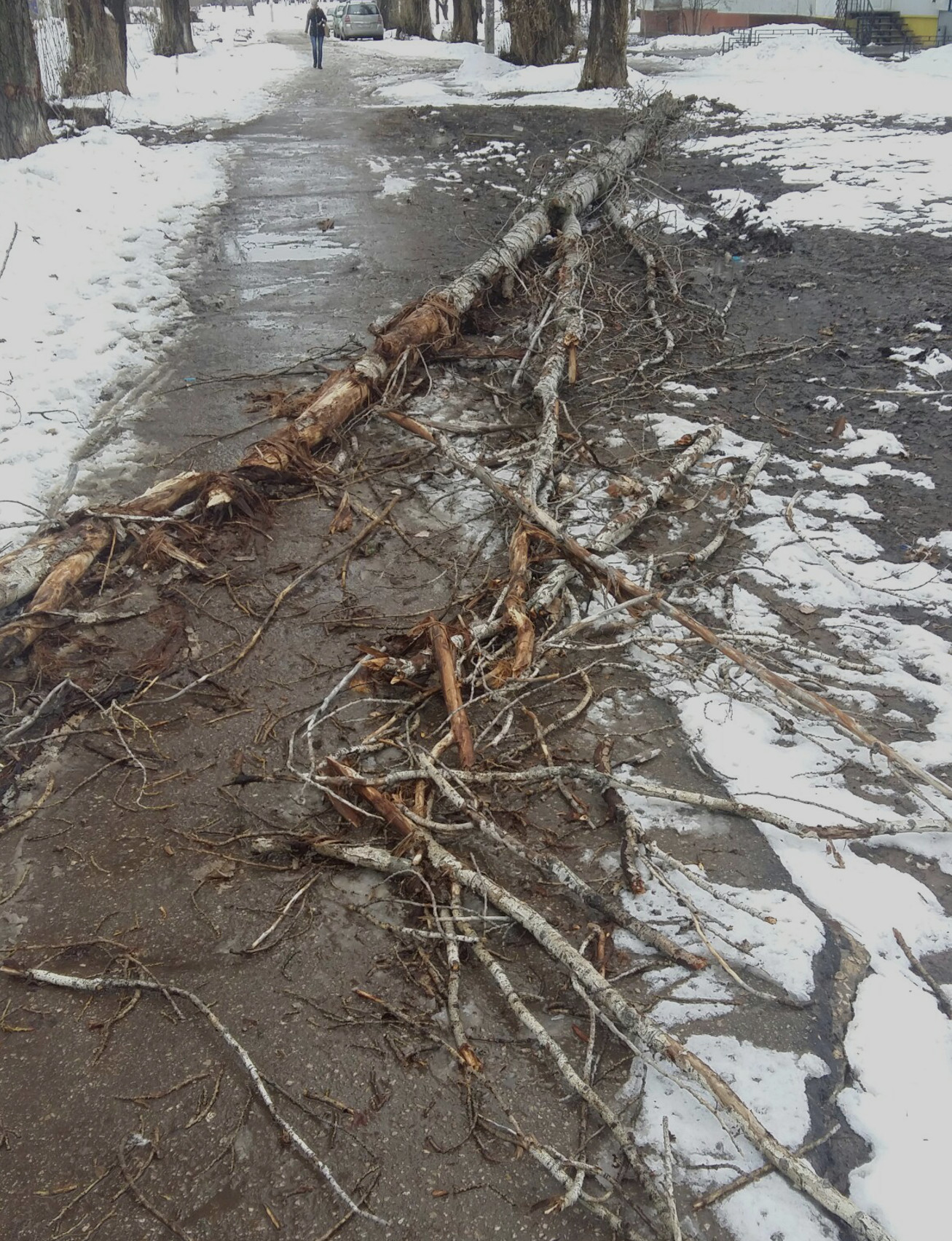 Можно ли топить тополем. Погибшее дерево. Упавшее дерево. Дерево упавшее на землю. Балаково дерево.