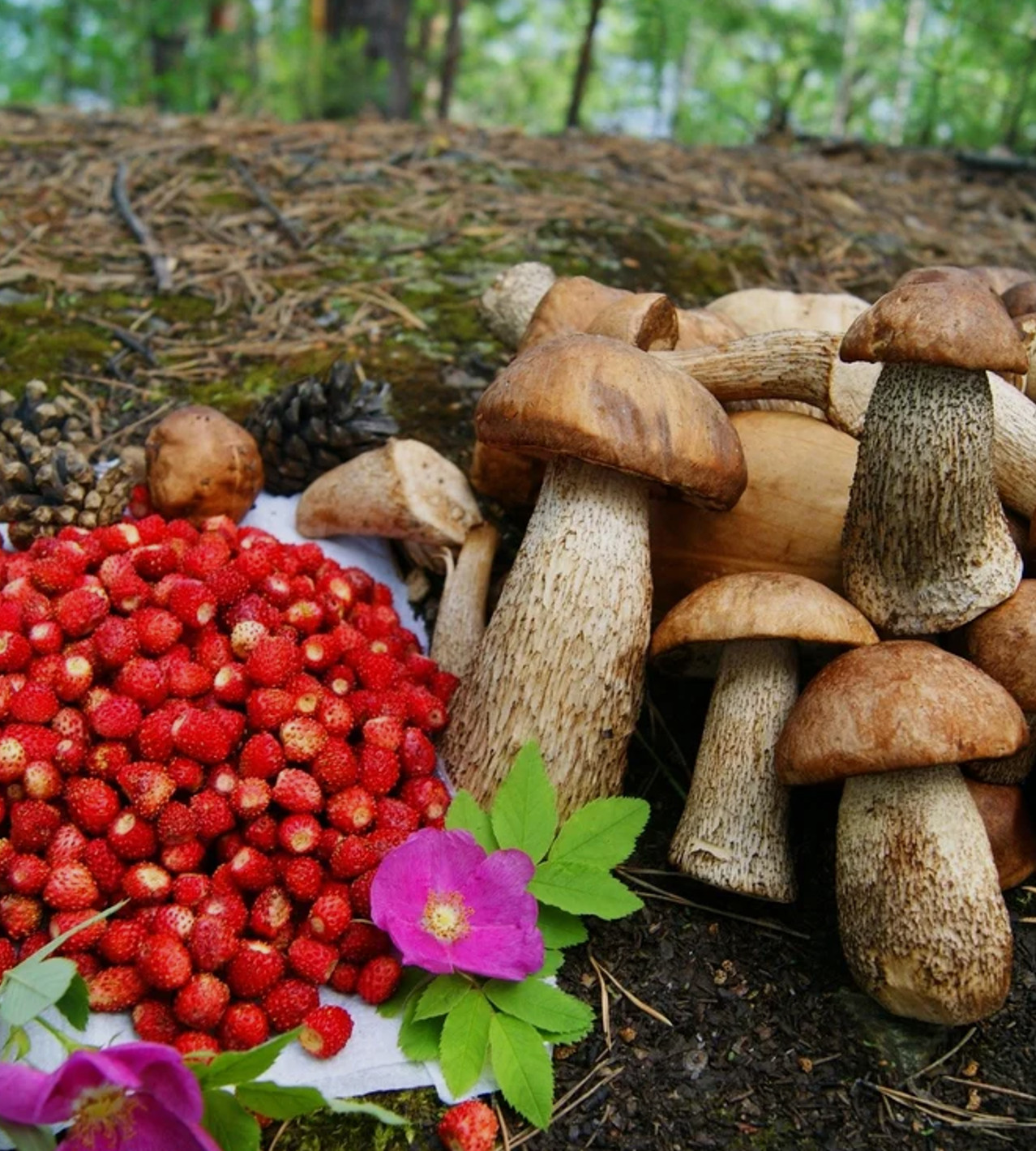 Поляна грибов