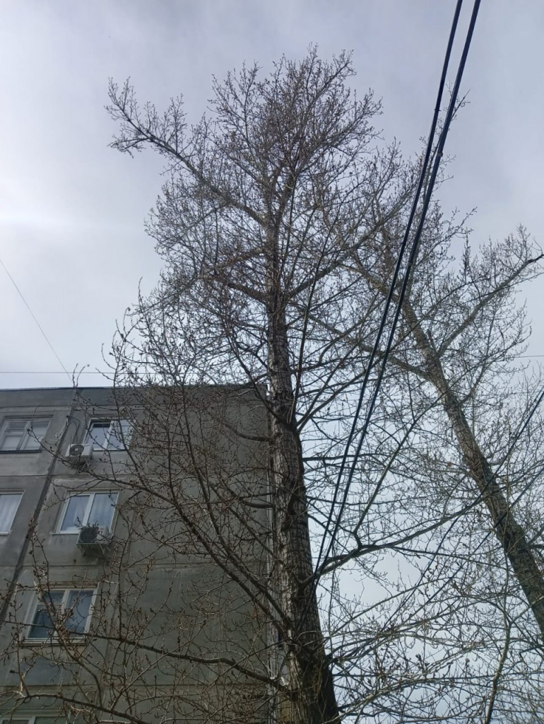 Аварийные тополя в Балаково снесли после проверки