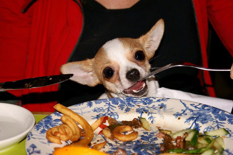 Best-Food-for-Chihuahua-2.jpg