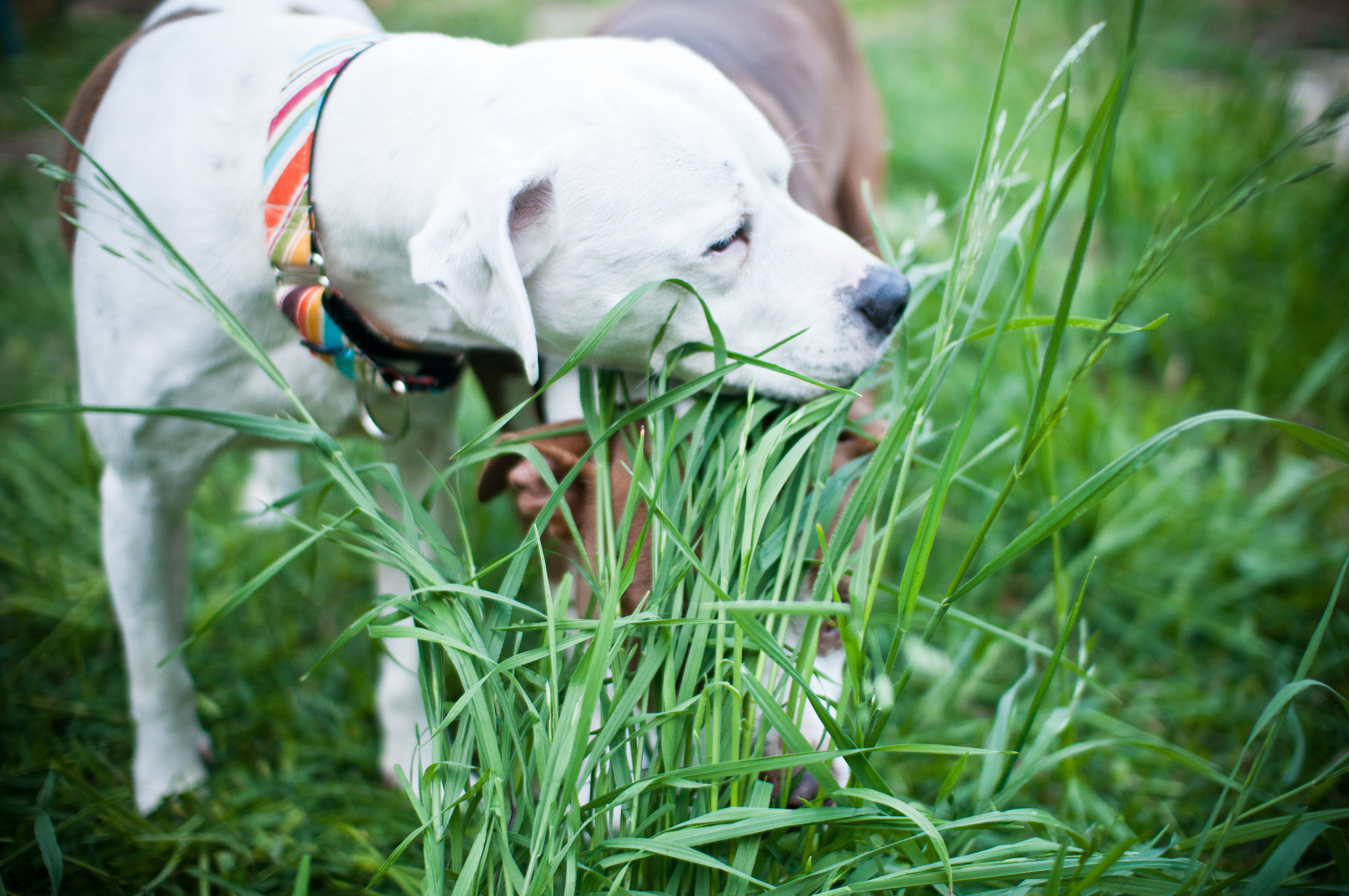Зачем собаки едят траву